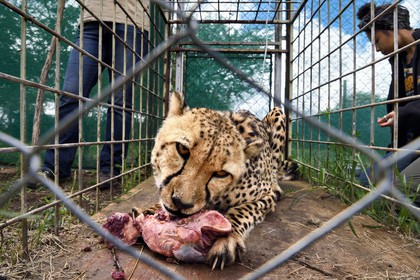 Namibia, Otjiwarongo, Cheetah Conservation Fund, research and education centre, administration 3 times a week of subcutaneous fluids to the cheetah (Acinonyx jubatus) called Mendel with chronic renal failure and the veterinarian Emma Alfonso in the background