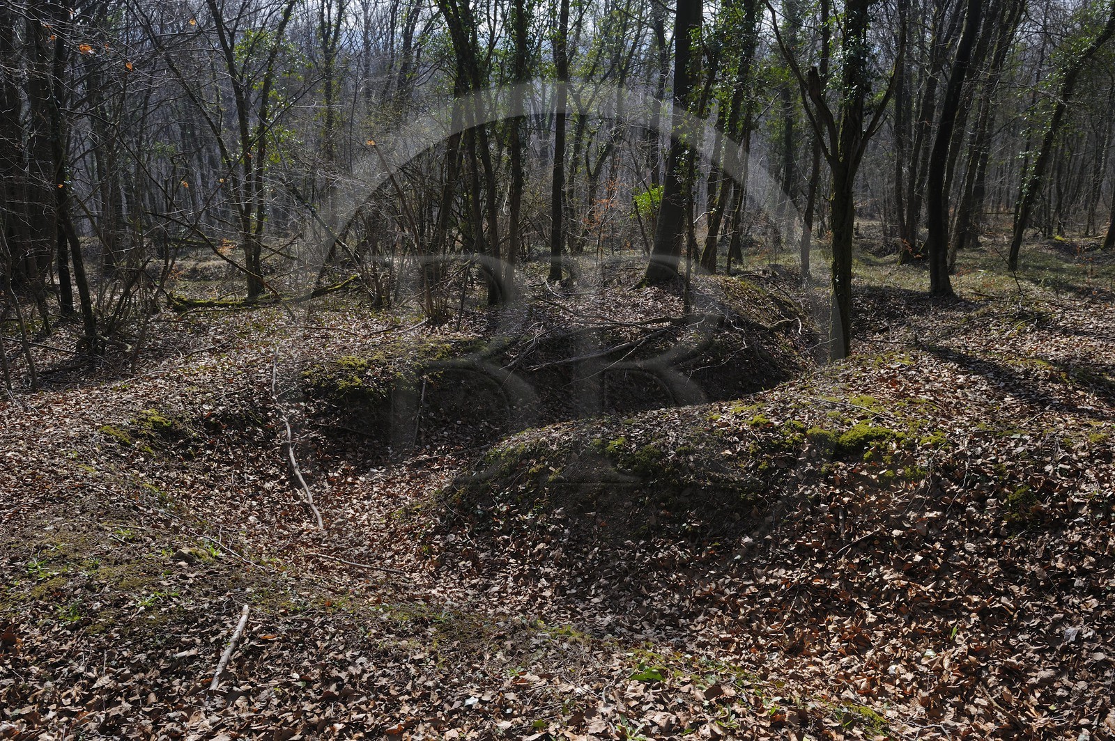 France, Meuse (55), région de Verdun, traces des tranchées autours du Fort de Souville, boyau de communication