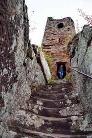 France, Bas Rhin, Northern Vosges Regional Natural Park, Niedersteinbach, Steinbach national forest, Wasigenstein Castle ruins, access stairs dug into the rock
