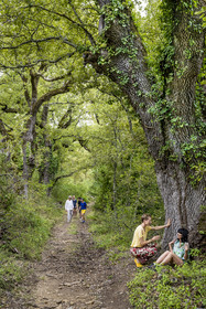 France, Var, Provence Verte (Green Provence), Bras, Academie du Bain de Foret Provencale (Academy of Forest Bathing in Provence), forest of the domaine Le Peyrourier - une campagne en Provence, Constanze Coisne guides Shinrin Yoku