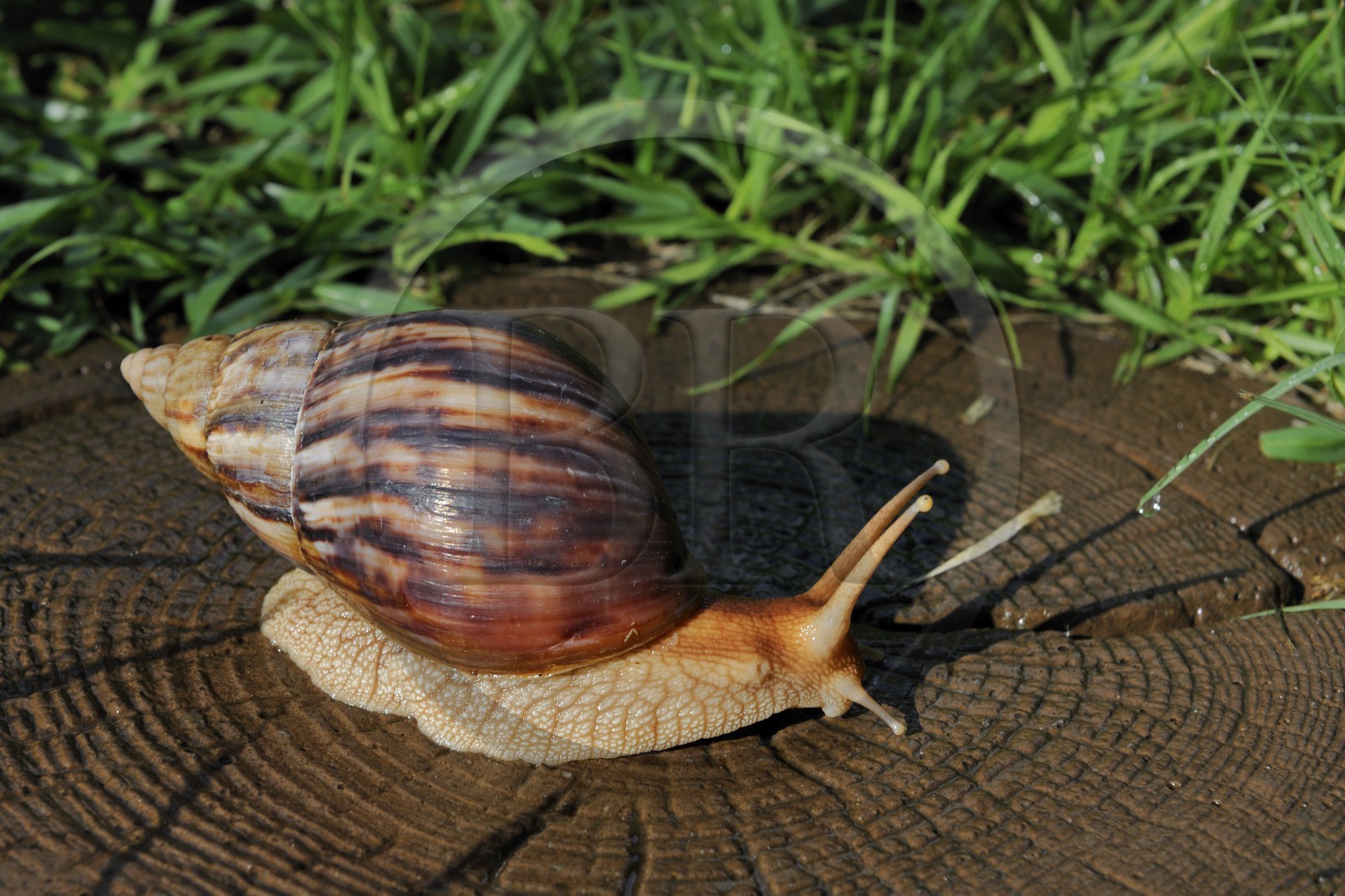 France, Reunion island (French overseas department), the East African land snail, or giant African land snail, scientific name Achatina fulica