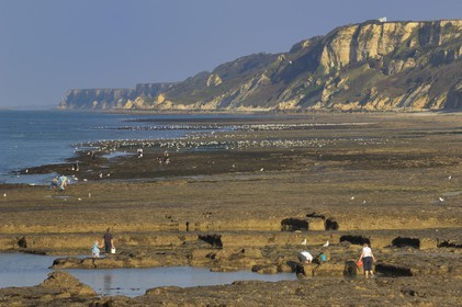 France, Calvados, Port en Bessin, fishing at low tide