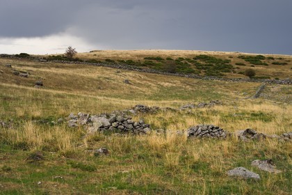 France, Cantal (15), Parc naturel régional de l'Aubrac, plateau de l'Aubrac vers Saint-Urcize, muret de pierre