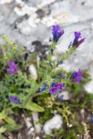 France, Var (83), Plan-d'Aups-Sainte-Baume, parc naturel régional de la Sainte-Baume, Massif de la Sainte-Baume, Vipérine commune (Echium vulgare)