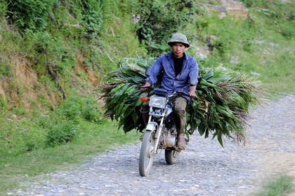 Vietnam, province de Lao Cai, région de Bac Ha, retour de champs avec du maïs en moto