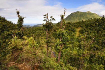 Caribbean, Dominica Island, Castle Bruce, Morne Trois Pitons National Park listed as World heritage by UNESCO, along the trail leading through the rainforest to the Desolation Valley and then to Boiling Lake