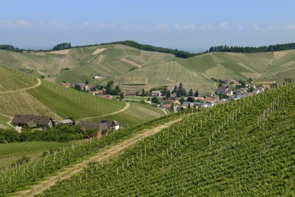 Allemagne, Bade-Wurtemberg, le vignoble à Durbach