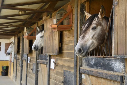 Espagne, Andalousie, province de Séville, Utrera, le haras Ayala (Yeguada Ayala), Pure race espagnole ou PRE (Pura Raza Espanola)