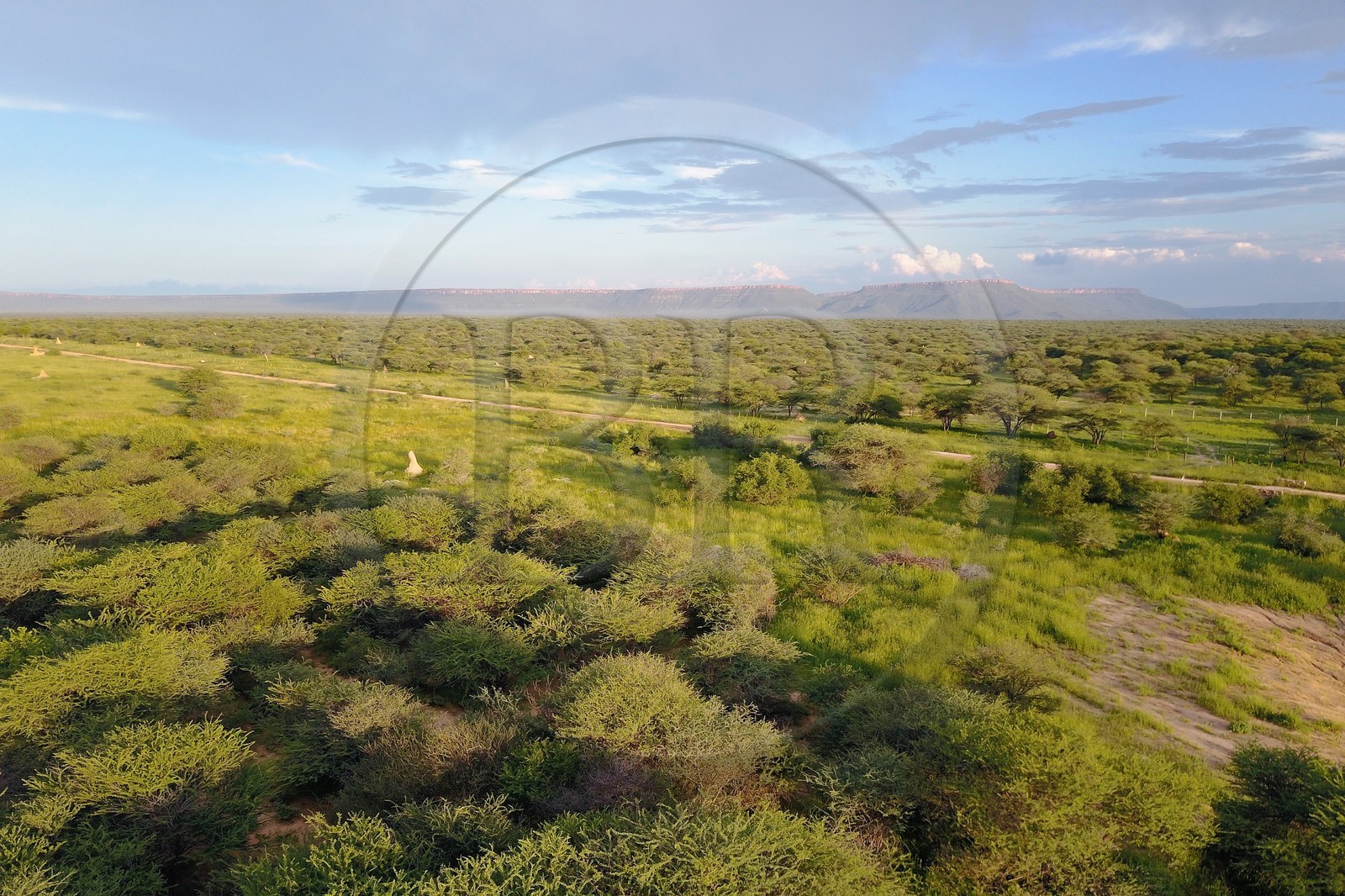 Namibie, Otjiwarongo, le bush autour du Cheetah Conservation Fund (vue a