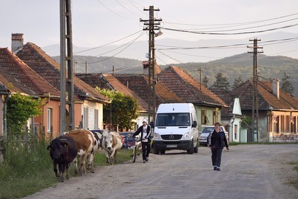 Romania, Transylvania, Sibiu region, cows in the village of Bradu