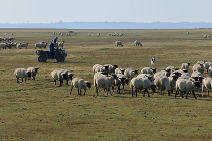 France, Ille-et-Vilaine (35), les herbus ou prés salés du Mont-Saint-Michel, l'éleveur de moutons de près salés Yannick Frain