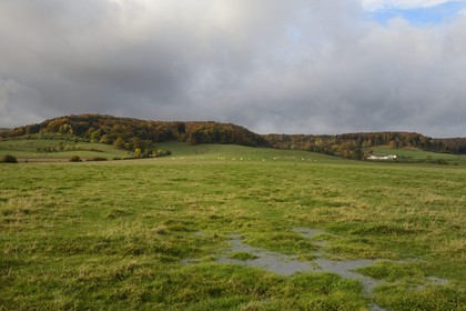 France, Meuse (55), Parc régional de Lorraine, Cotes de Meusevers Bonzée, troupeau de vaches