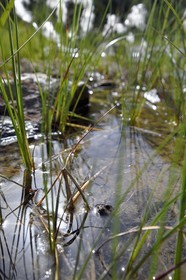 France, Hautes-Pyrénées (65), Saint-Lary-Soulan, Réserve naturelle nationale du Néouvielle, randonnée des lacs du Neouvielle, les Laquettes, crapaud