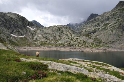 France, Alpes-Maritimes, parc national du Mercantour (Mercantour National Park), Valmasque valley, female Alpine ibex (Capra ibex) on the edge of the lac Noir (Black Lake)