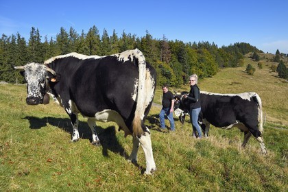 France, Haut-Rhin (67), Wasserbourg, Ferme-auberge Buchwald, le marcaire Michel Wehrey et sa fille Julie avec ses vaches de race vosgiennes