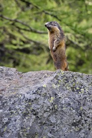 France, Alpes-Maritimes (06), parc national du Mercantour, vallée de la Valmasque, marmotte (Marmota) appelée siffleux au Québec car quand il y a un danger, elle émet un sifflement puissant pour donner l'alerte aux autres marmottes qui vont alors se réfugier dans leur terrier