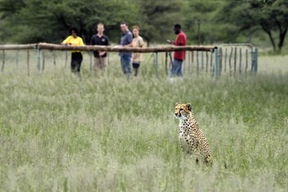 Namibia, Otjiwarongo, Cheetah Conservation Fund, research and education centre, observation of cheetahs (Acinonyx jubatus) from an enclosure