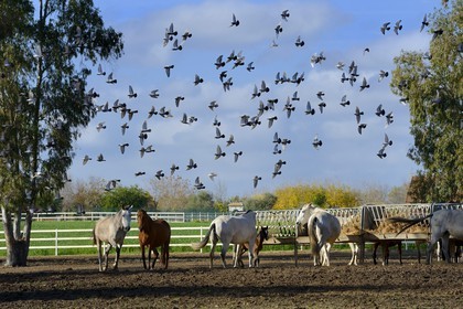Espagne, Andalousie, province de Séville, Utrera, le haras Ayala (Yeguada Ayala), Pure race espagnole ou PRE (Pura Raza Espanola)