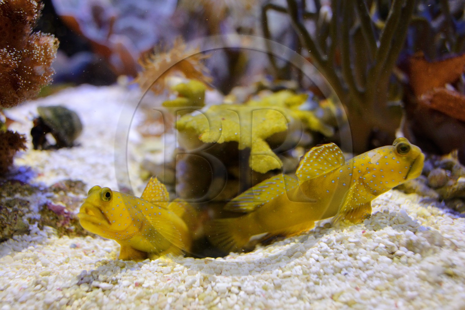 France, Finistère (29), Brest, Océanopolis