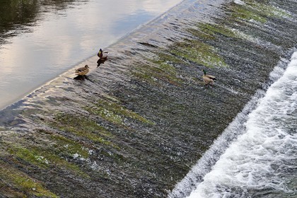France, Dordogne (24), Brantôme, canards sur la petite digue sur la Dronne