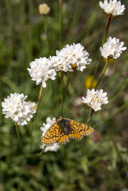 France, Vaucluse, Dentelles de Montmirail mountains, ridges from Saint-Amand, checkerspot butterfly (Euphydryas aurinia) perched on a sand sedge (Armeria arenaria)