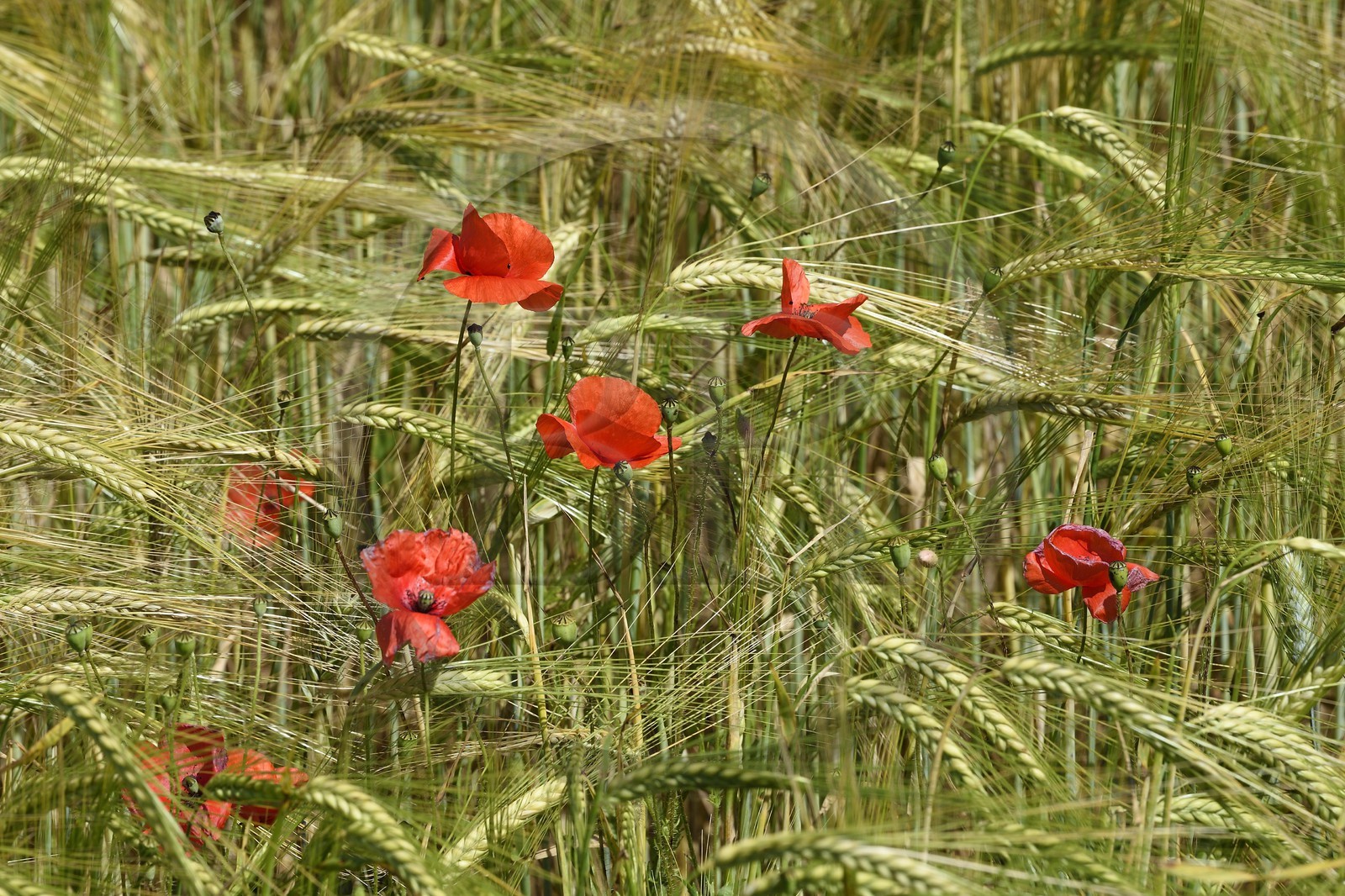 France, Alpes-de-Haute-Provence (04), Parc Naturel Régional du Verdon, plateau de Valensole, coquelicots dans un champ de blé