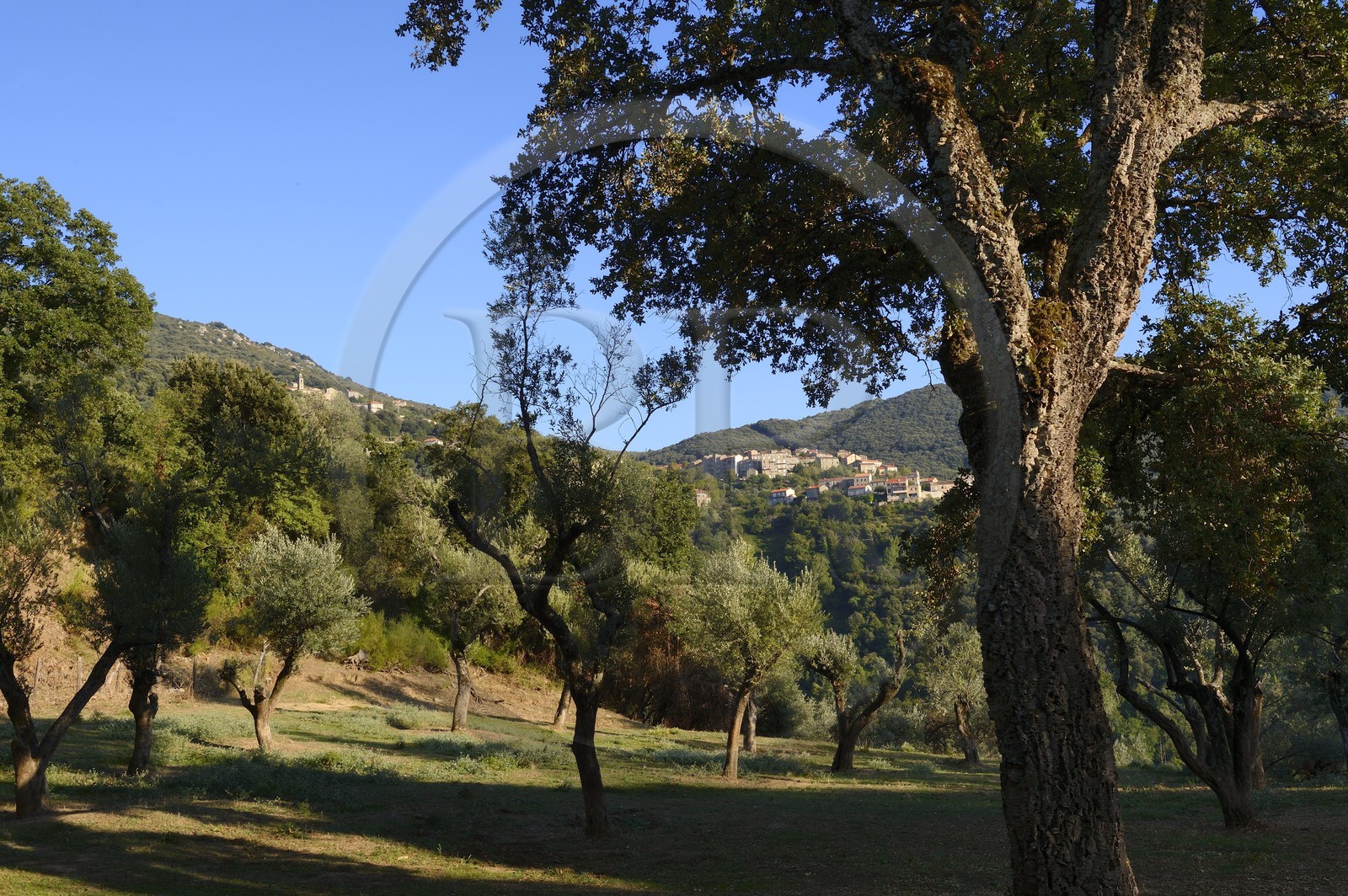 France, Corse-du-Sud (2A), Alta Rocca, Sainte-Lucie-de-Tallano (Santa Lucia di Tallà), oliviers en contrebas du village France, Corse-du-Sud (2A), Alta Rocca, Sainte-Lucie-de-Tallano (Santa Lucia di Tallà), oliviers en contrebas du village