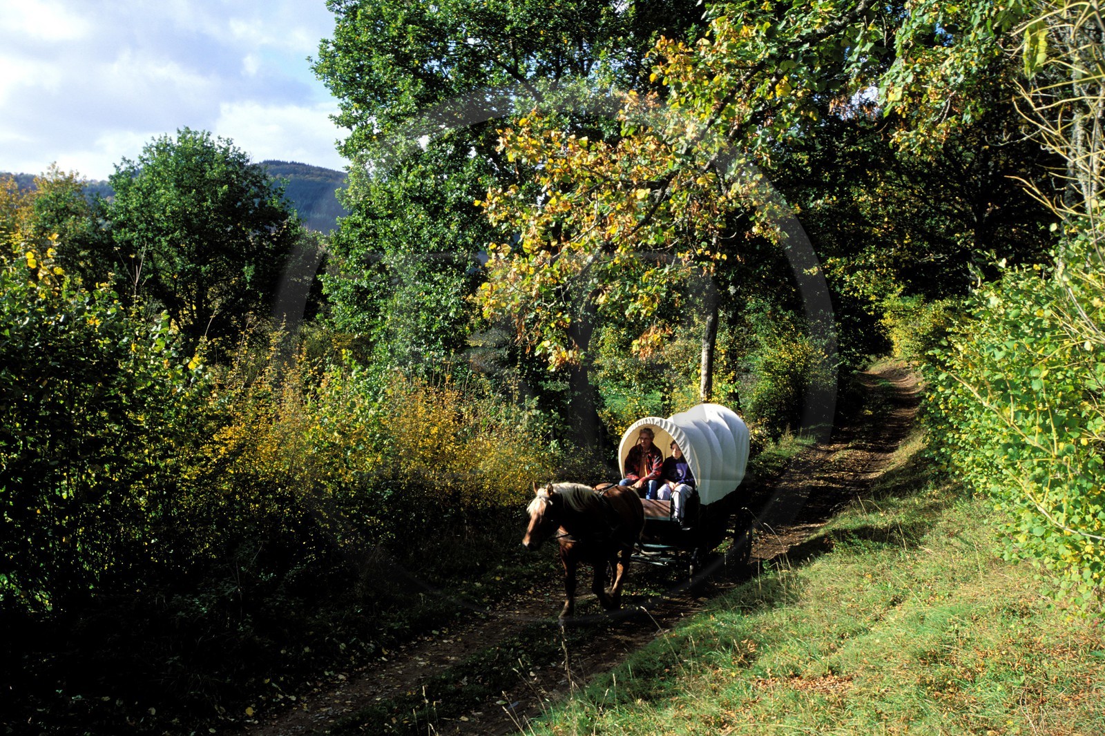 France, Saône-et-Loire (71), Morvan, la Celle-en-Morvan, un chariot baché dans le campagne