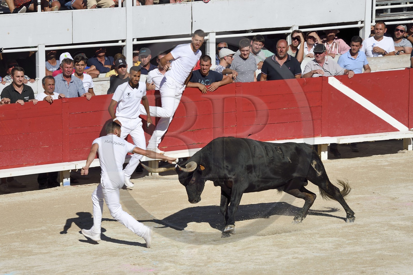 France, Bouches-du-Rhône (13), Arles, la course camarguaise  de la Cocarde d'Or aux Arènes, raseteur tentant d'attraper les attributs primés sur les cornes du taureau France, Bouches-du-Rhône (13), Arles, la course camarguaise  de la Cocarde d'Or aux Arènes, raseteur tentant d'attraper les attributs primés sur les cornes du taureau